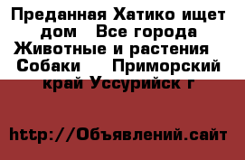 Преданная Хатико ищет дом - Все города Животные и растения » Собаки   . Приморский край,Уссурийск г.